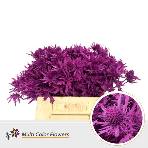 Eryngium alpinum kleurbehandeld H%