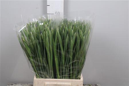 Iris (Hollandse Iris Grp) 'Hong Kong'