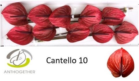 Anthurium (Andreanum Grp) Cantello
