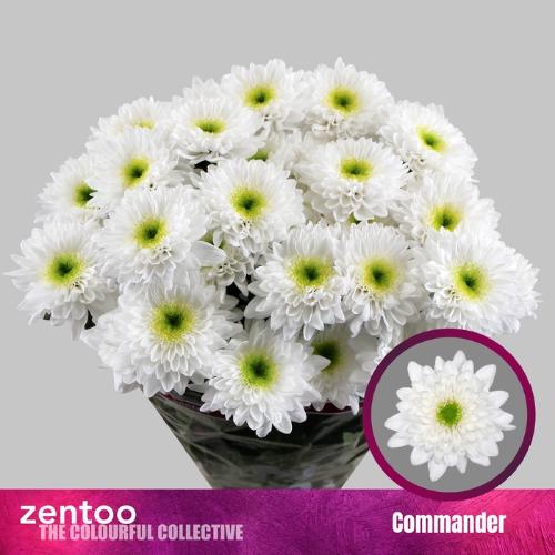 Chrysanthemum (Indicum Grp) tros Commander