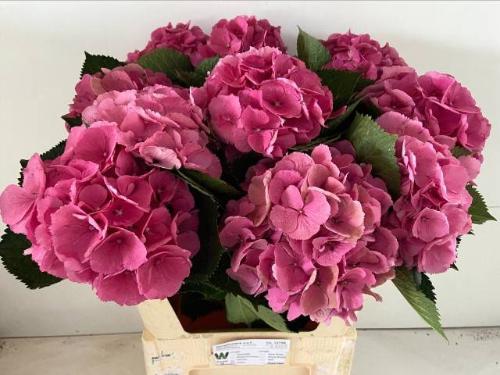 Hydrangea macrophylla 'Elbtal' (roze)