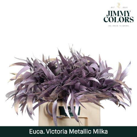 Eucalyptus globulus kleurbehandeld H%