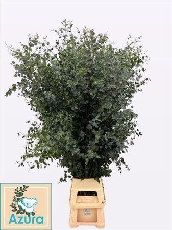 Eucalyptus gunnii Azura