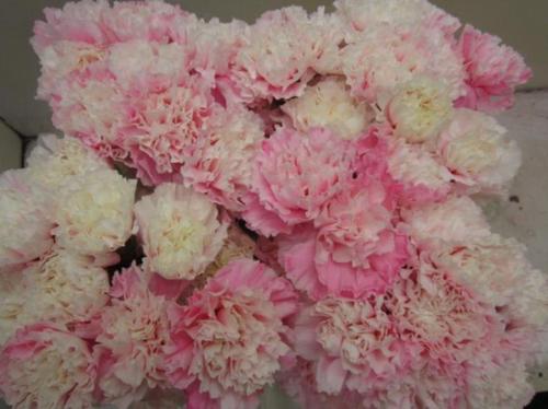 Dianthus standaard kleurbehandeld H%