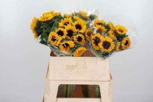 Helianthus annuus 'Orange Fire'