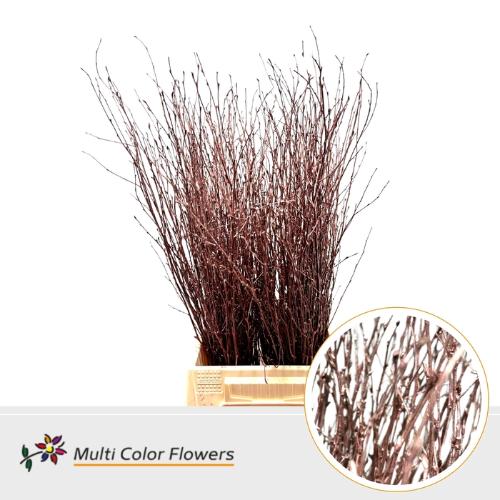 Betula kleurbehandeld H%