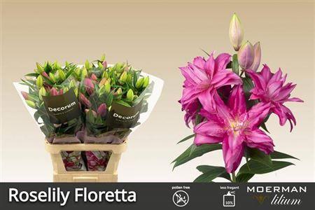 Lilium (Oriental Grp) dubbel Roselily Floretta