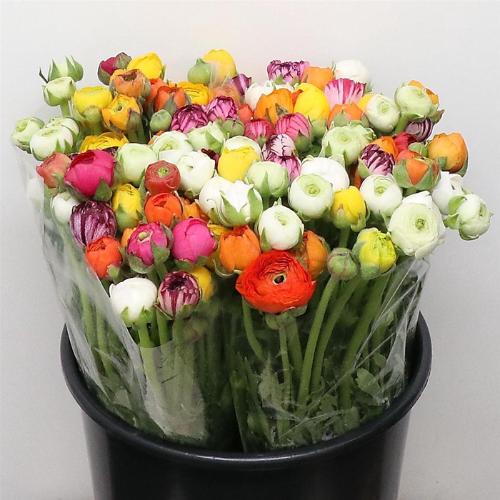 Ranunculus gemengd in bos