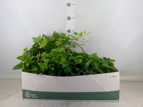 Hedera helix 'Mein Herz'