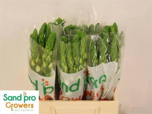 Ornithogalum thyrsoides 'Milky Way'