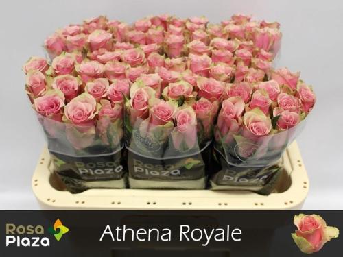 Rosa grootbloemig Athena Royale
