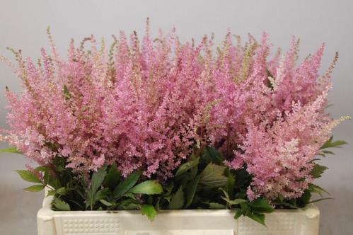 Astilbe Arendsii Grp 'Erika'