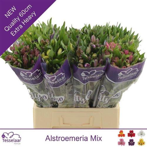 Alstoemeria gemengd in fust