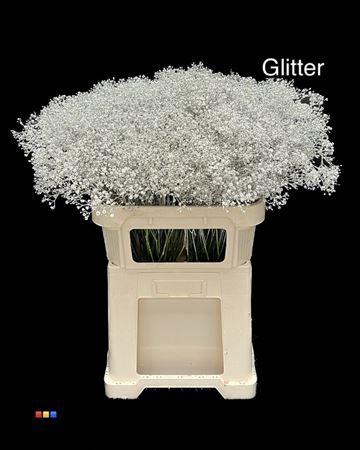 Gypsophila overig kleurbehandeld H%