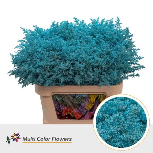 Solidago kleurbehandeld H%