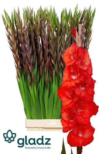 Gladiolus (Large-flowered Grp) 'Bunga'