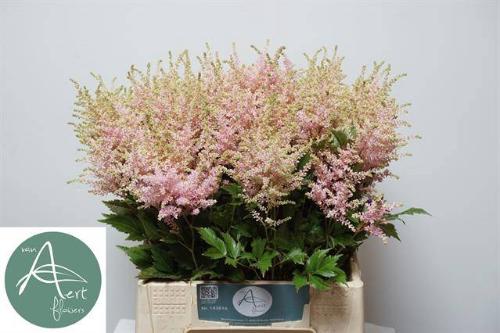 Astilbe Japonica Grp 'Europa'