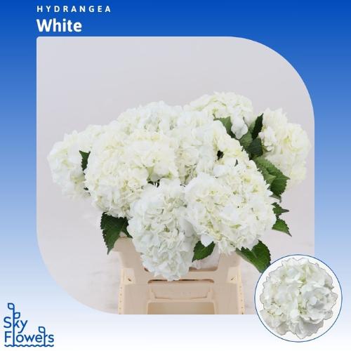 Hydrangea overig