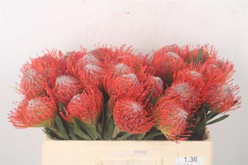 Leucospermum cordifolium 'Tango'