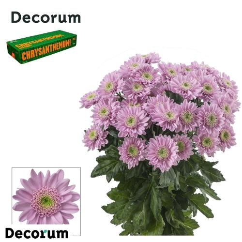 Chrysanthemum Indicum Grp tros kas Optimist