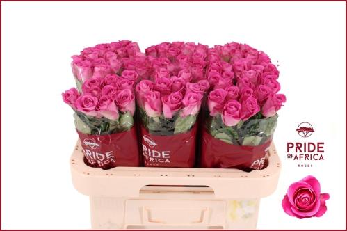 Rosa grootbloemig H3O