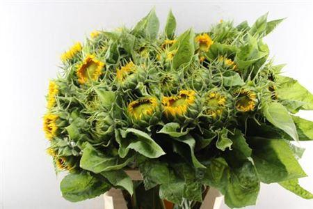 Helianthus annuus Solano Double