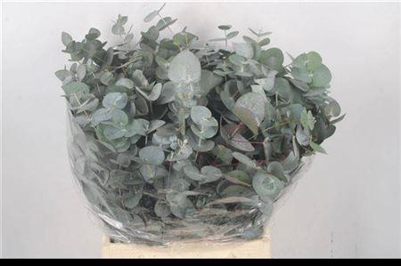 Eucalyptus per bos cinerea