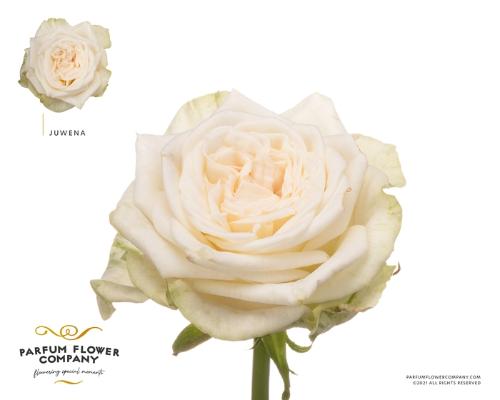 Rosa grootbloemig Juwena