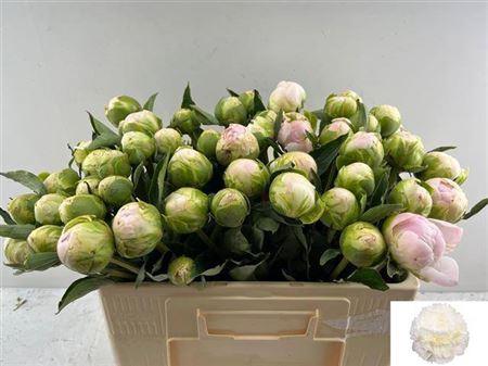 Paeonia Lactiflora Grp 'Moon over Barrington'