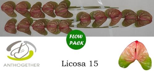 Anthurium (Andreanum Grp) Licosa