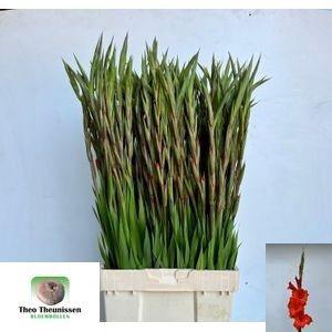 Gladiolus grootbloemig 'Hunting Song'