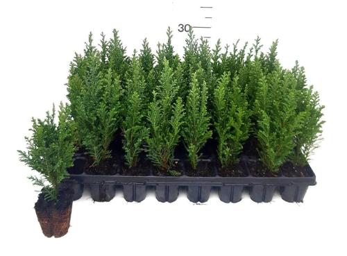 Chamaecyparis lawsoniana 'Ellwoodii'