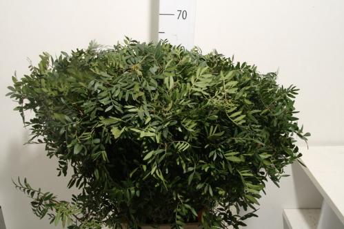 Pistacia sp. (blad)