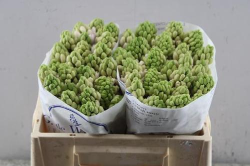 Hyacinthus orientalis 'China Pink'