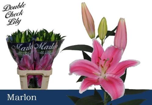 Lilium Oriental Grp 'Marlon'