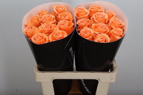 Rosa grootbloemig gewaxt H%