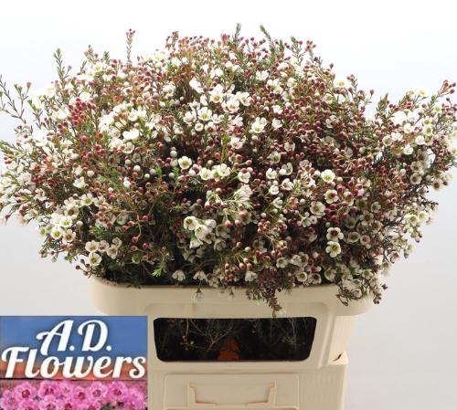 Chamelaucium micranthum 'Liron'