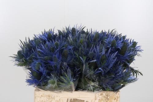 Eryngium x zabelii 'Donard Variety'