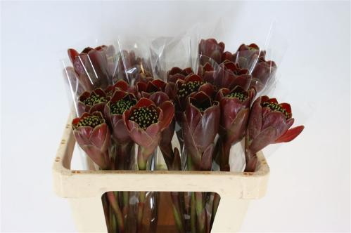 Decoratiegroen overig