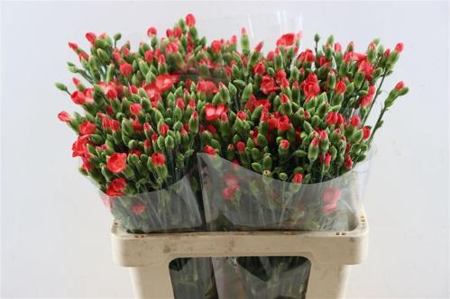 Dianthus Solomio Clif