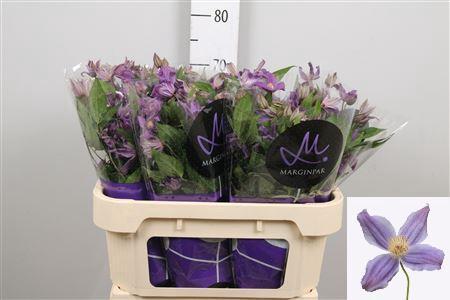 Clematis Amazing Geneva