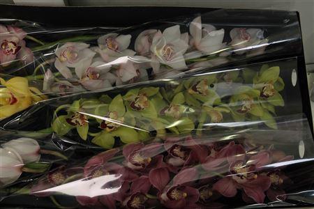 Cymbidium grootbloemig per tak gemengd