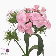 Dianthus barbatus 'Aldo Rose'