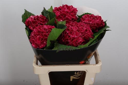 Hydrangea overig kleurbehandeld H%