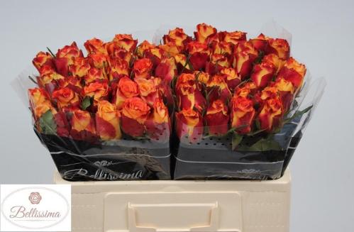 Rosa grootbloemig Silantoi