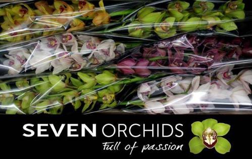 Cymbidium grootbloemig per tak gemengd