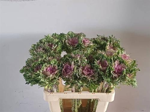 Brassica oleracea 'Crane Frilly'