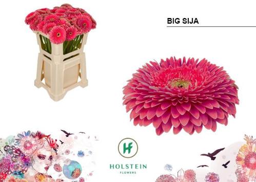 Gerbera grootbloemig bolvormig Gerponi Big Sija