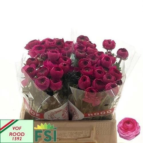 Ranunculus asiaticus 'Elegance Hot Pink'
