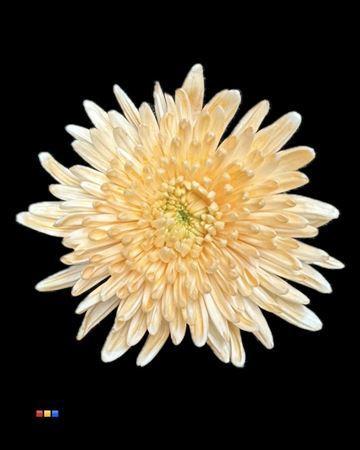 Chrysanthemum (Indicum Grp) geplozen Topspin kleurbehandeld H%